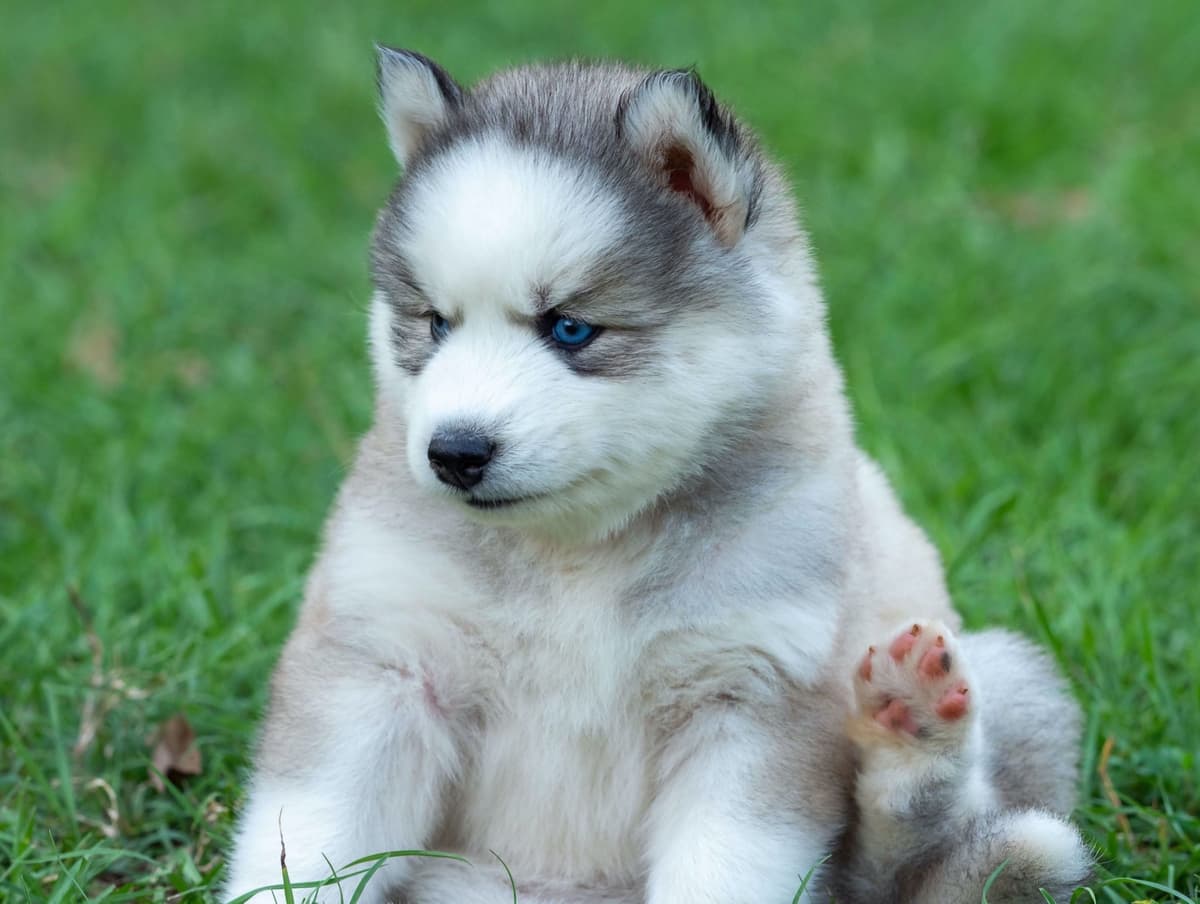 Siberian Husky Puppies breeder image 8