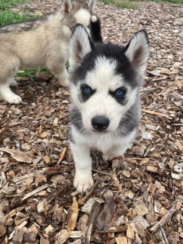 Siberian Husky Puppies media 6