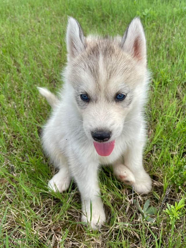 Siberian Husky Puppies media 2