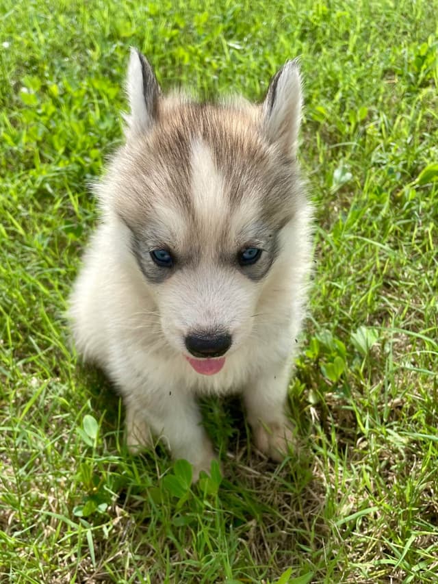 Siberian Husky Puppies media 4