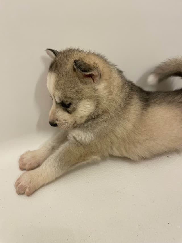 Siberian Husky Puppies media 7