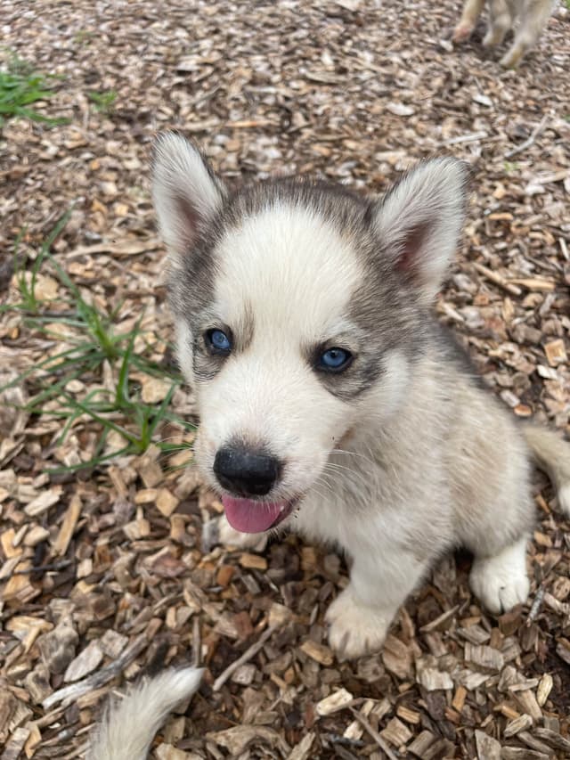 Siberian Husky Puppies media 5