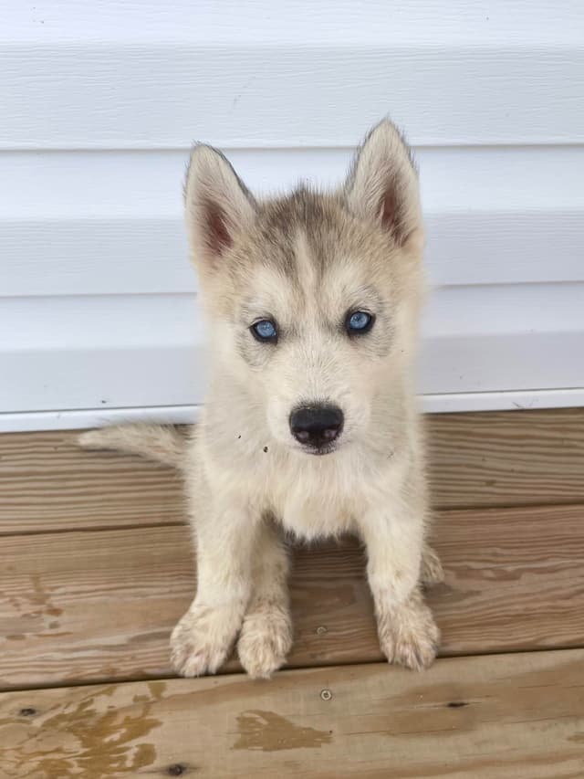 Siberian Husky Puppies media 3