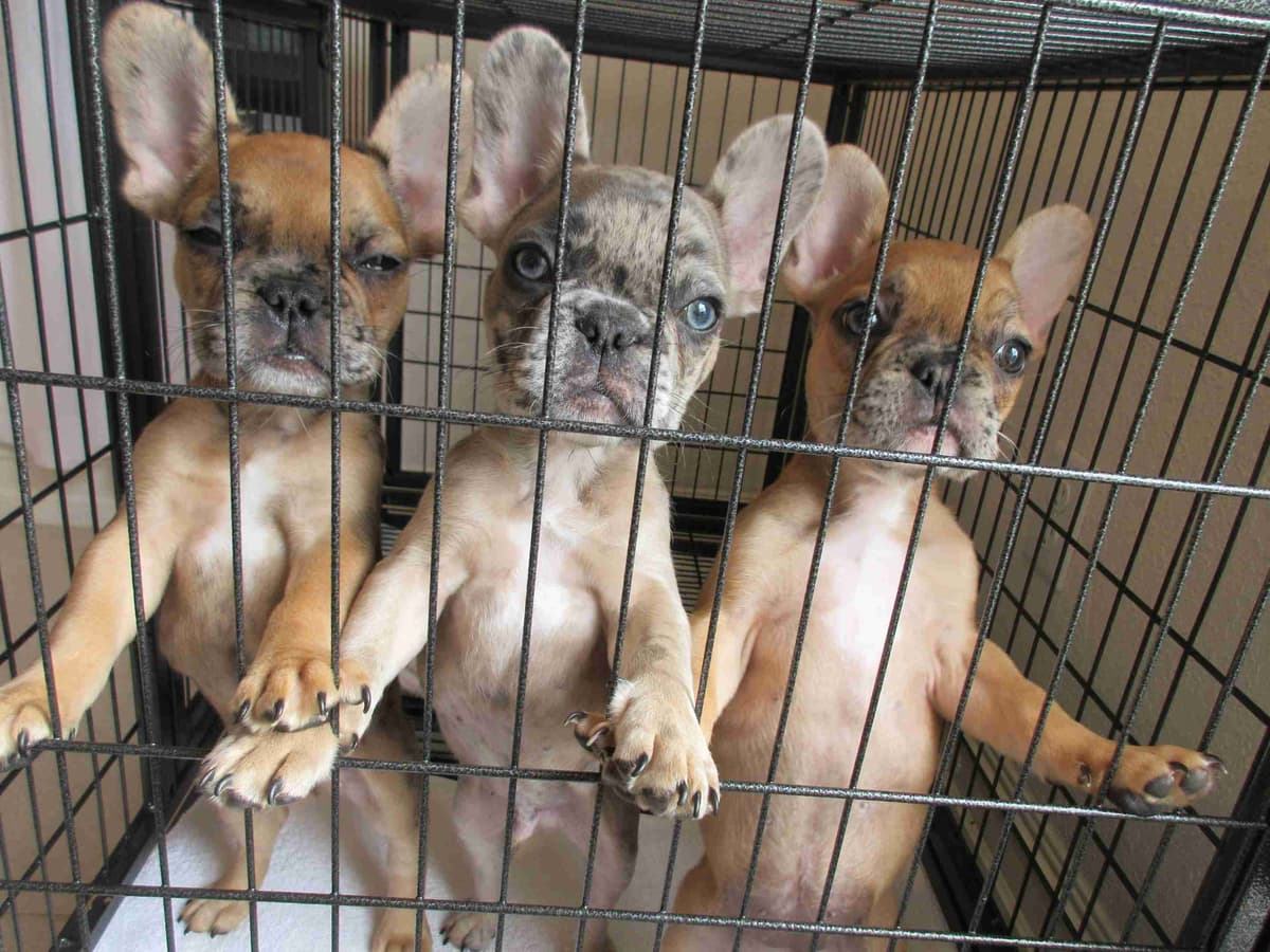 French Bulldog Puppies breeder image 1