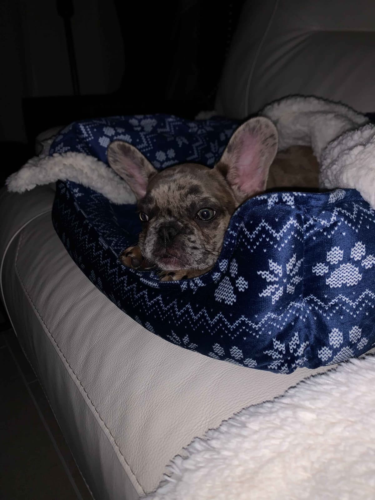 French Bulldog Puppies breeder image 2