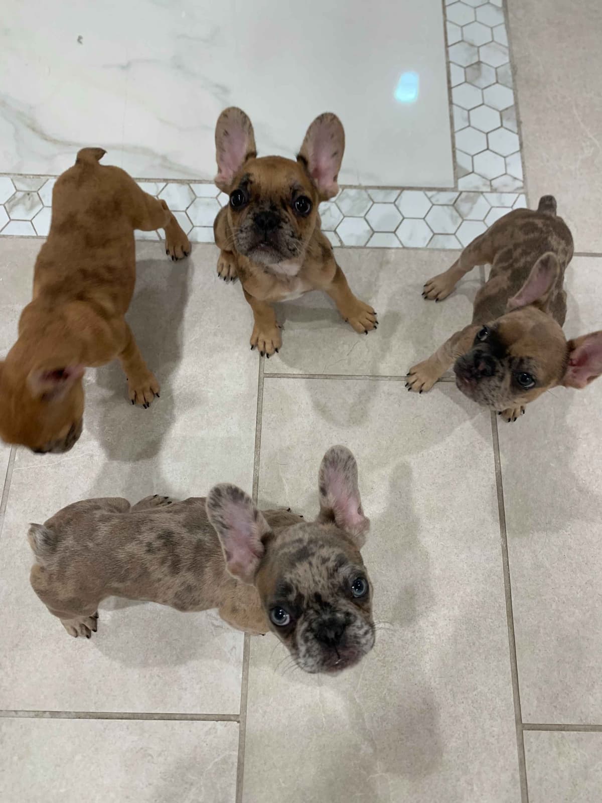 French Bulldog Puppies breeder image 9