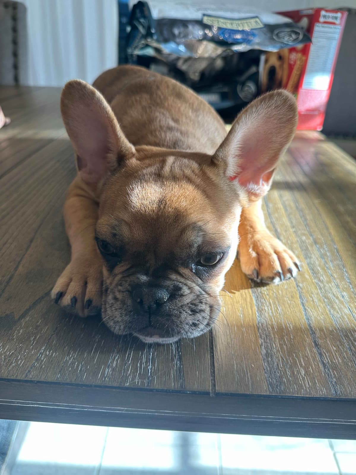 French Bulldog Puppies breeder image 15
