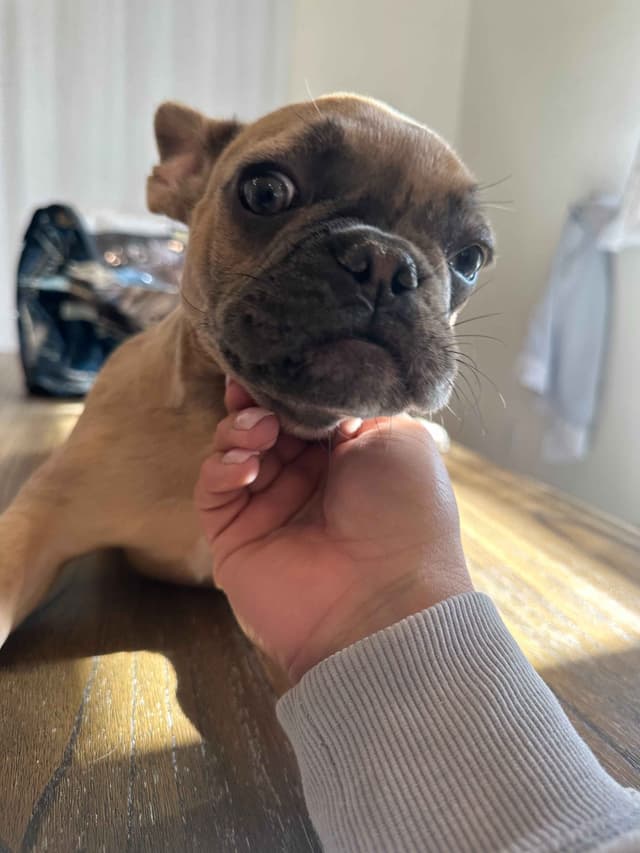 French Bulldog Puppies media 2