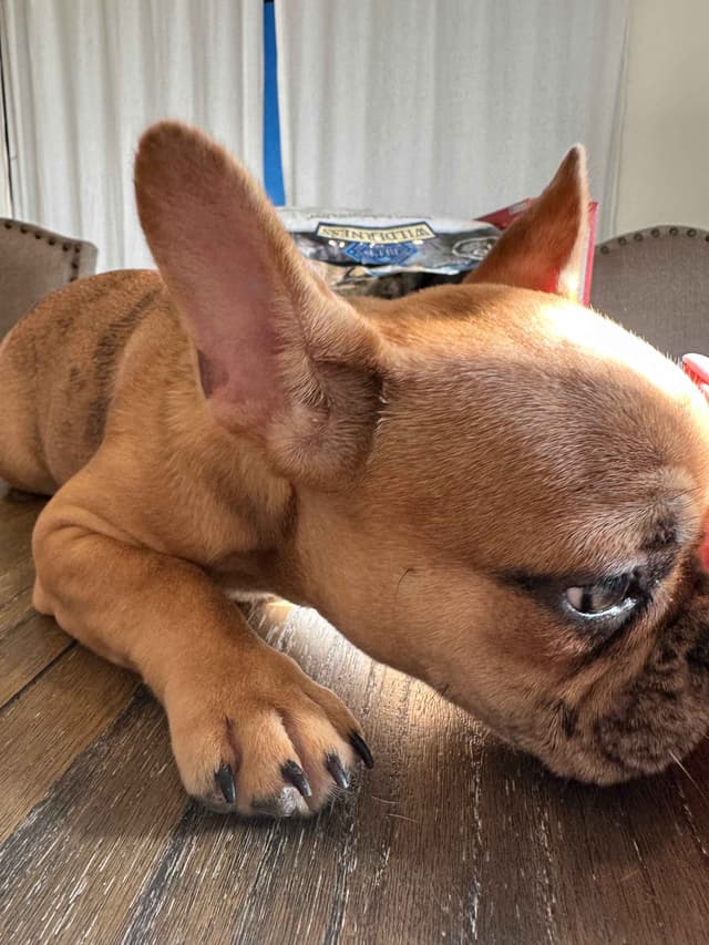 French Bulldog Puppies media 7
