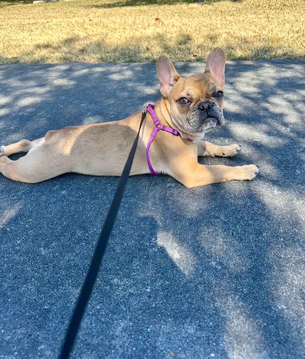 French Bulldog Puppies breeder image 22