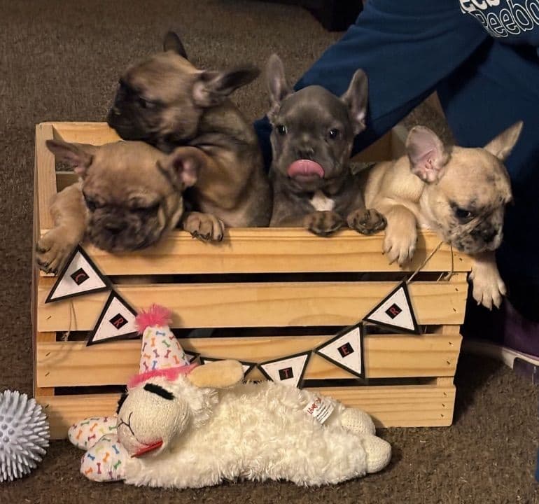 French Bulldog Puppies breeder image 1
