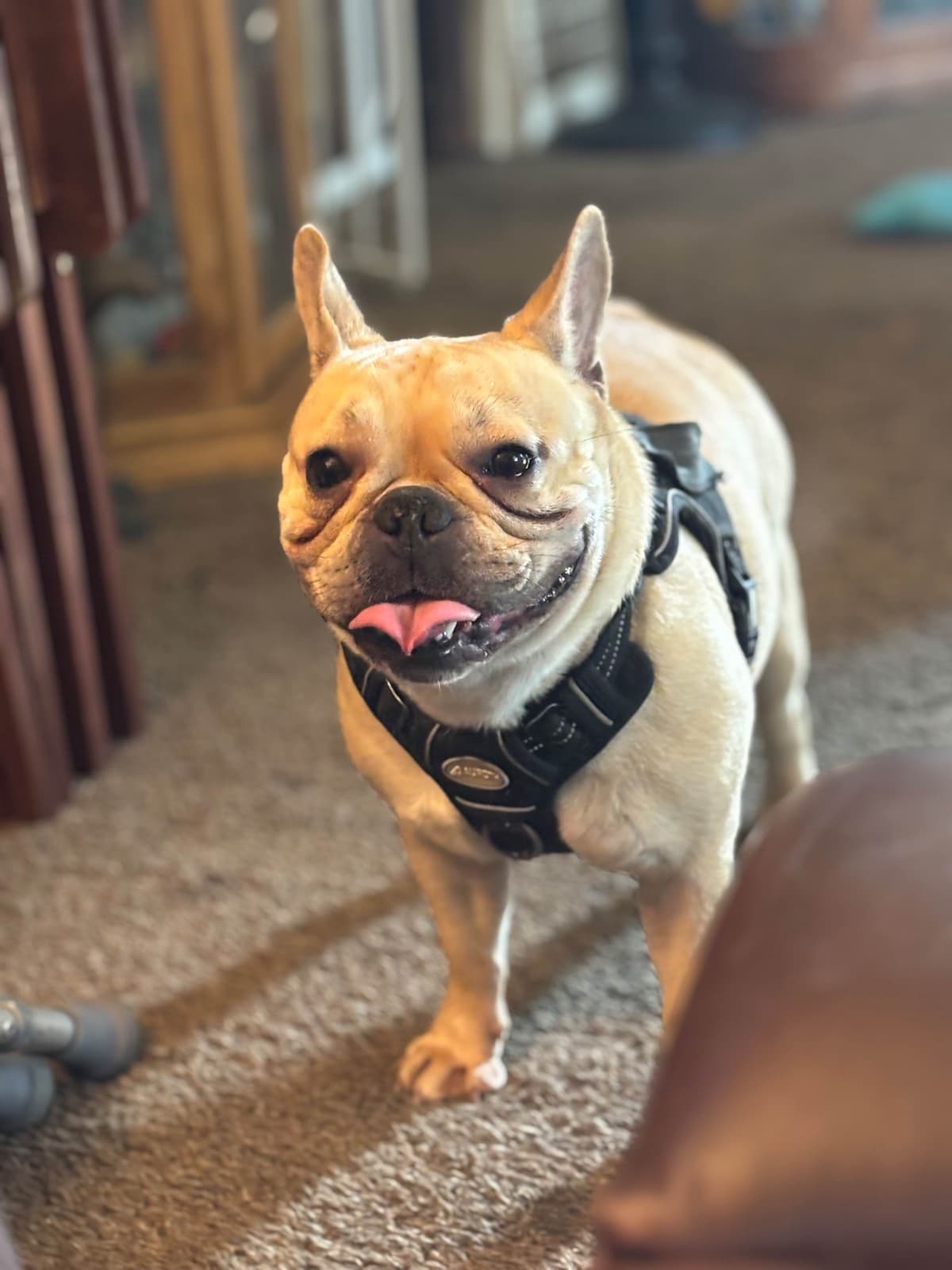 French Bulldog Puppies breeder image 2