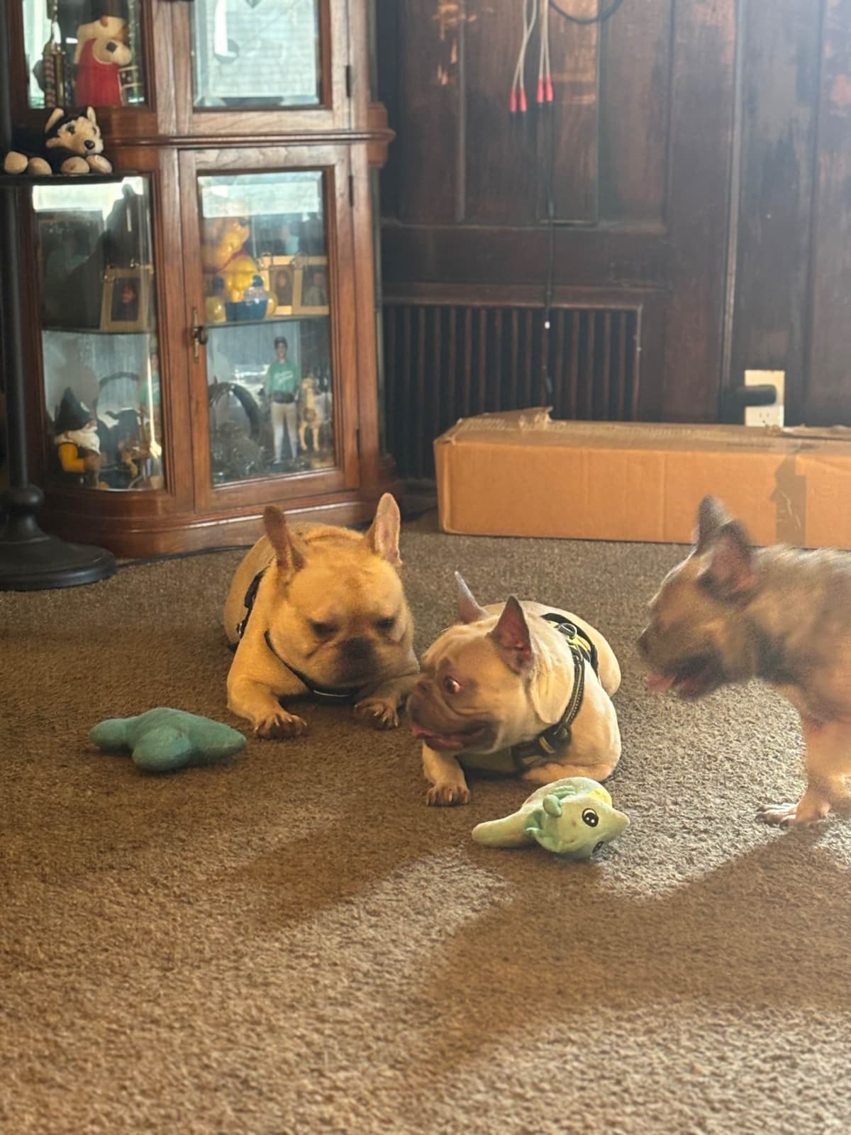 French Bulldog Puppies breeder image 3