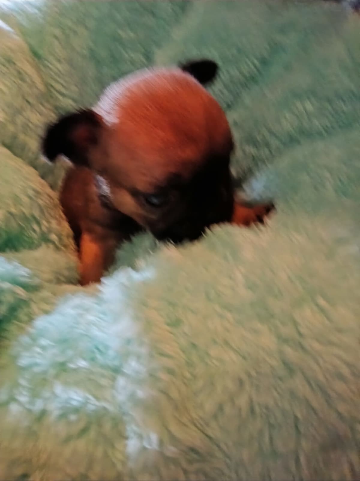 French Bulldog Puppies breeder image 4