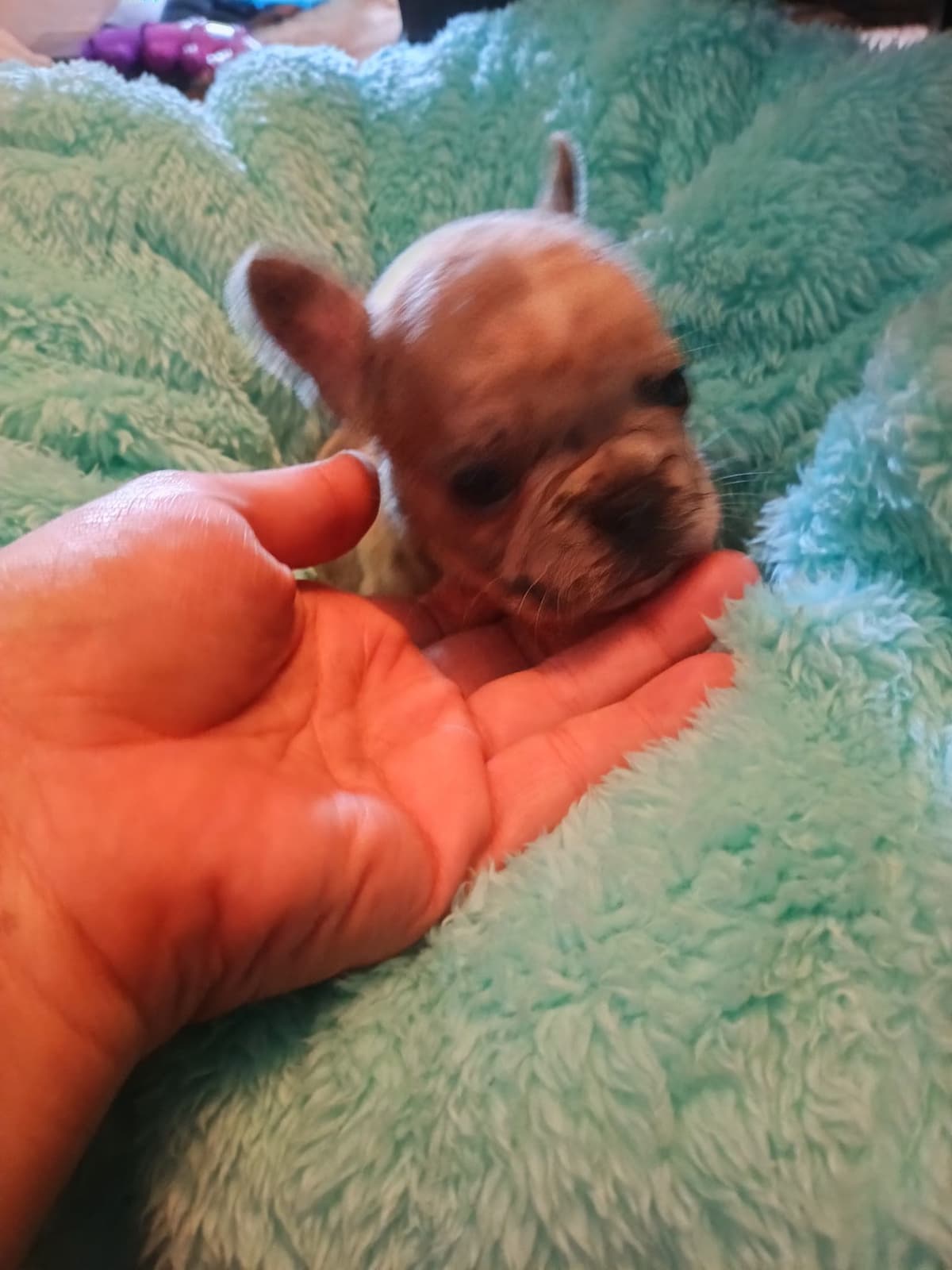 French Bulldog Puppies breeder image 5