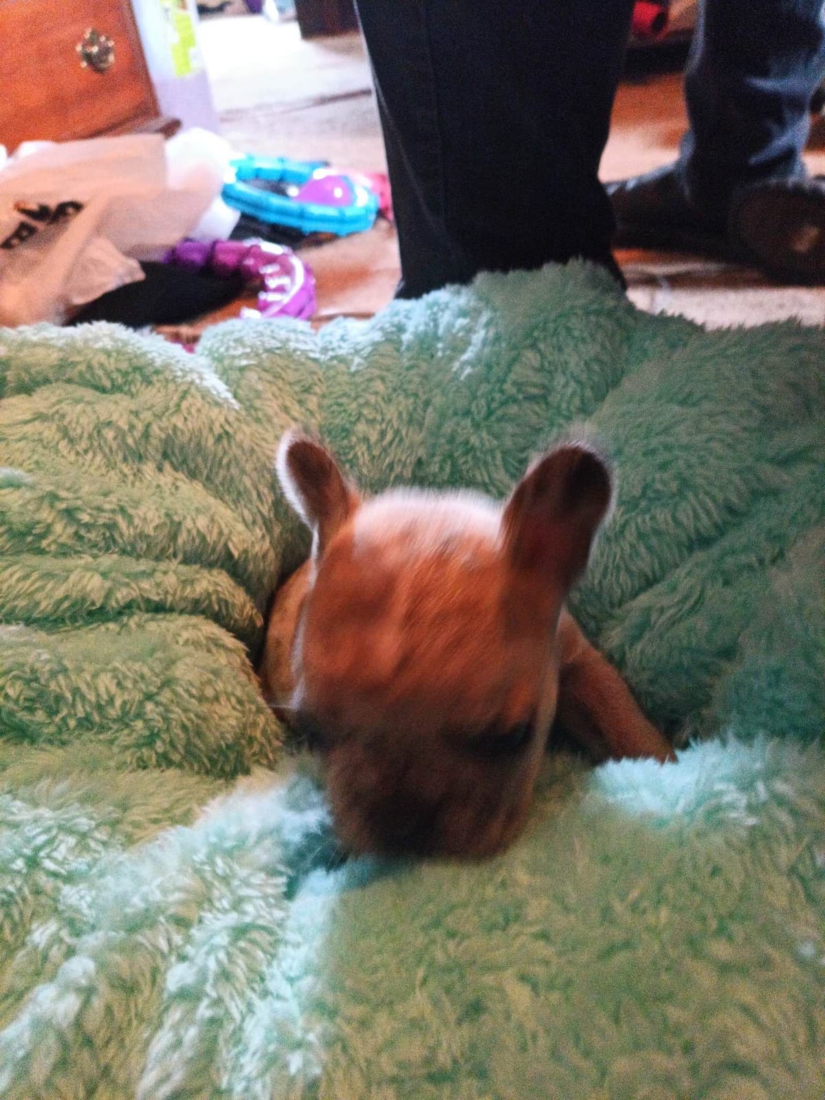 French Bulldog Puppies breeder image 10