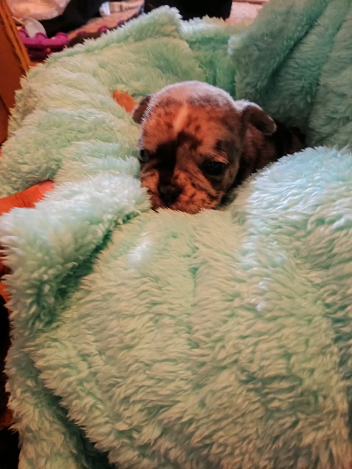 French Bulldog Puppies breeder image 7