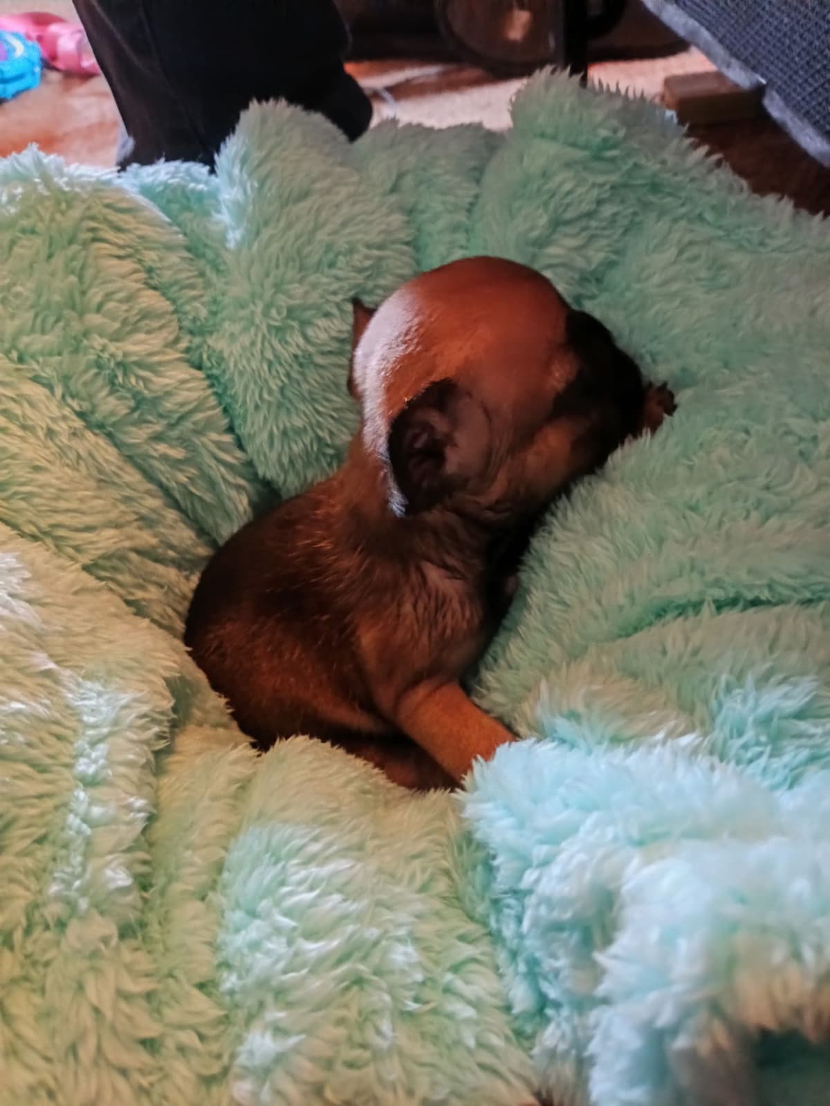 French Bulldog Puppies breeder image 8