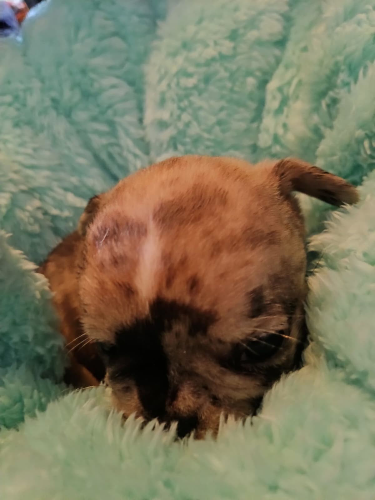 French Bulldog Puppies breeder image 9