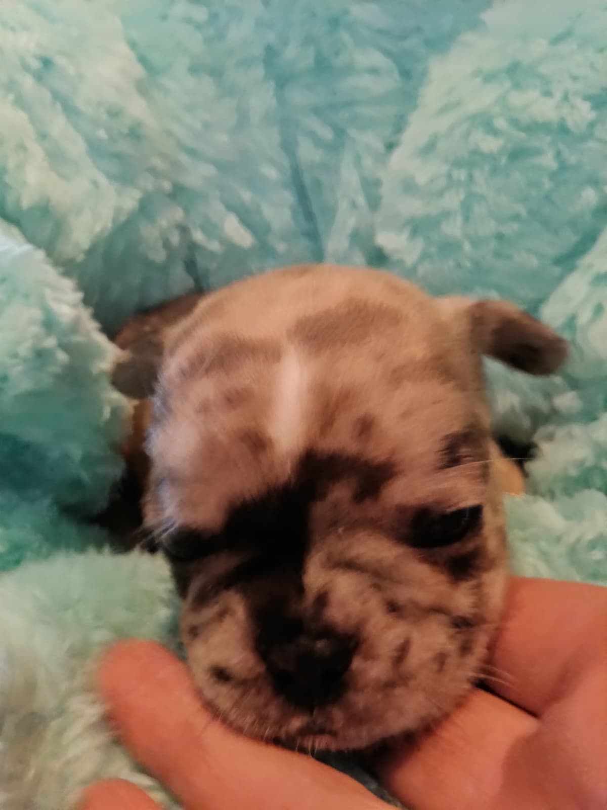 French Bulldog Puppies breeder image 11