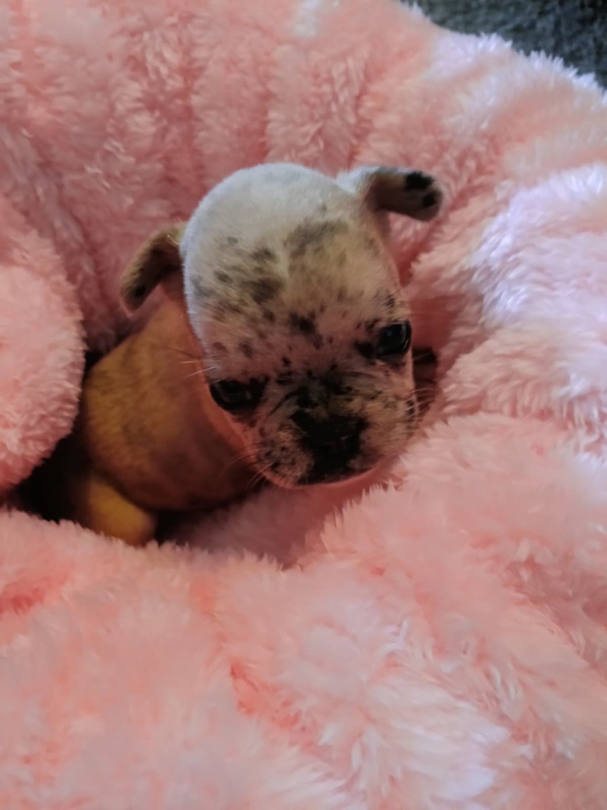 French Bulldog Puppies breeder image 13