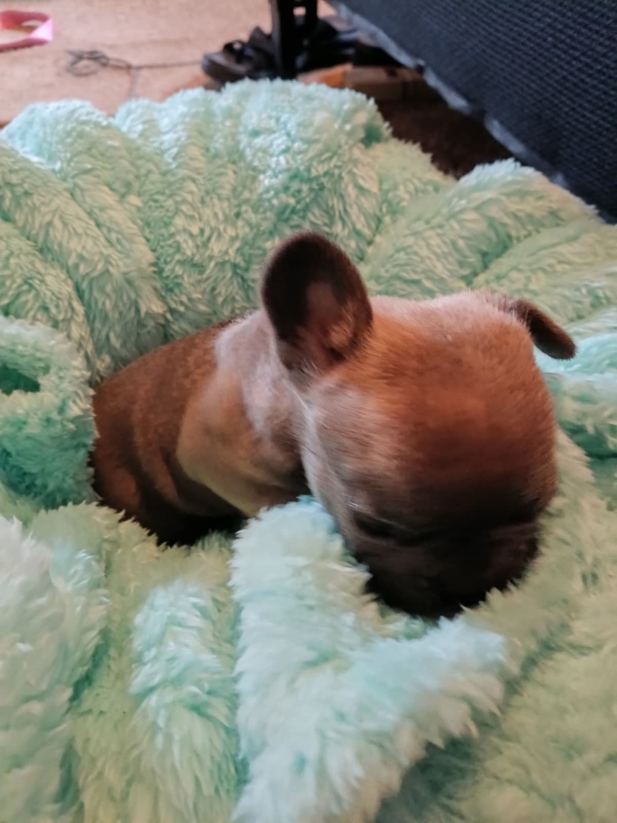 French Bulldog Puppies breeder image 15