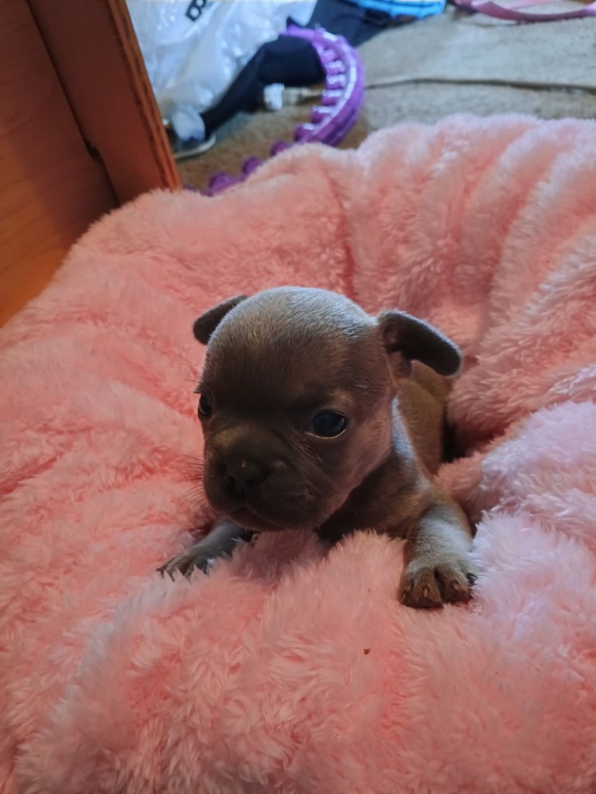 French Bulldog Puppies breeder image 16