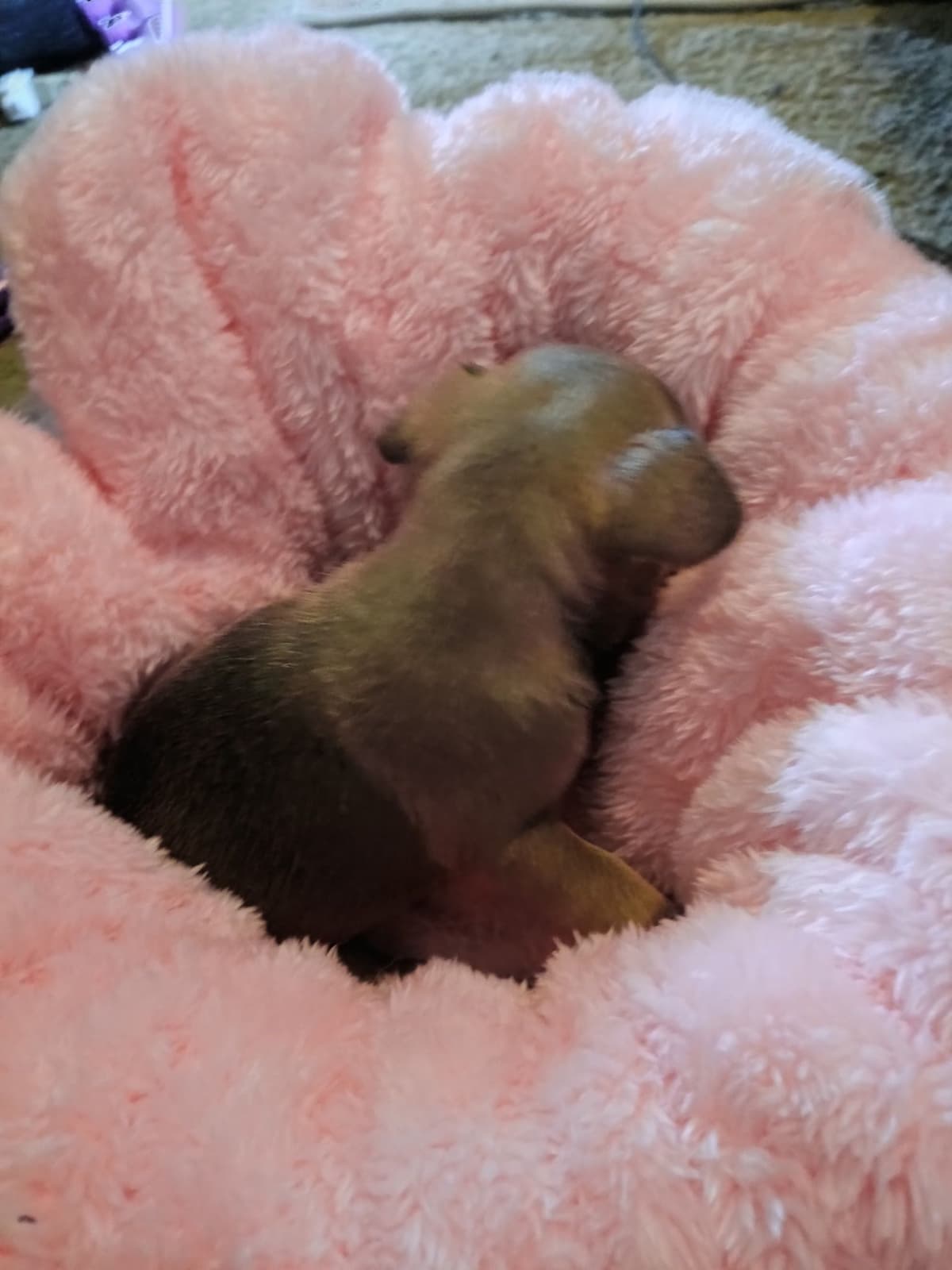 French Bulldog Puppies breeder image 17