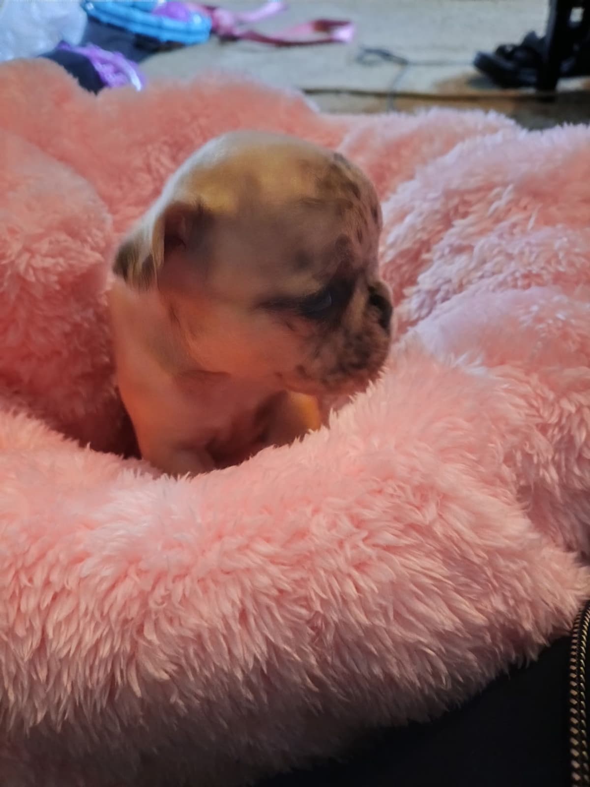 French Bulldog Puppies breeder image 19