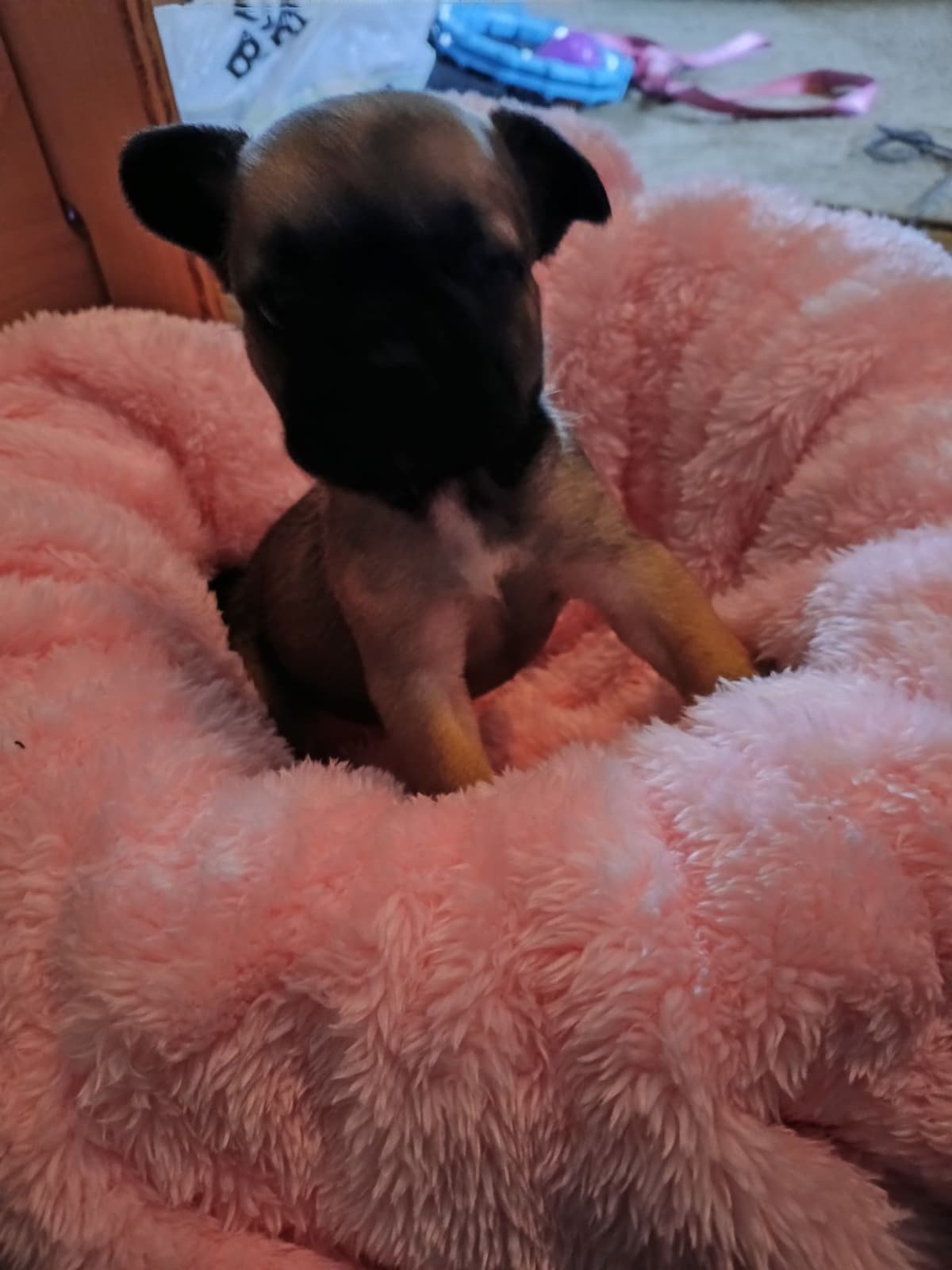 French Bulldog Puppies breeder image 18