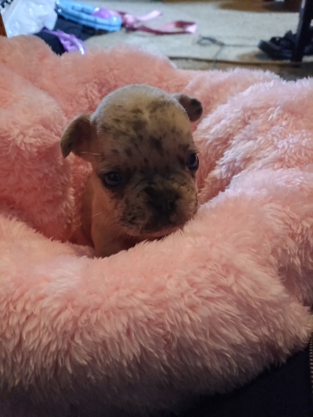 French Bulldog Puppies breeder image 20