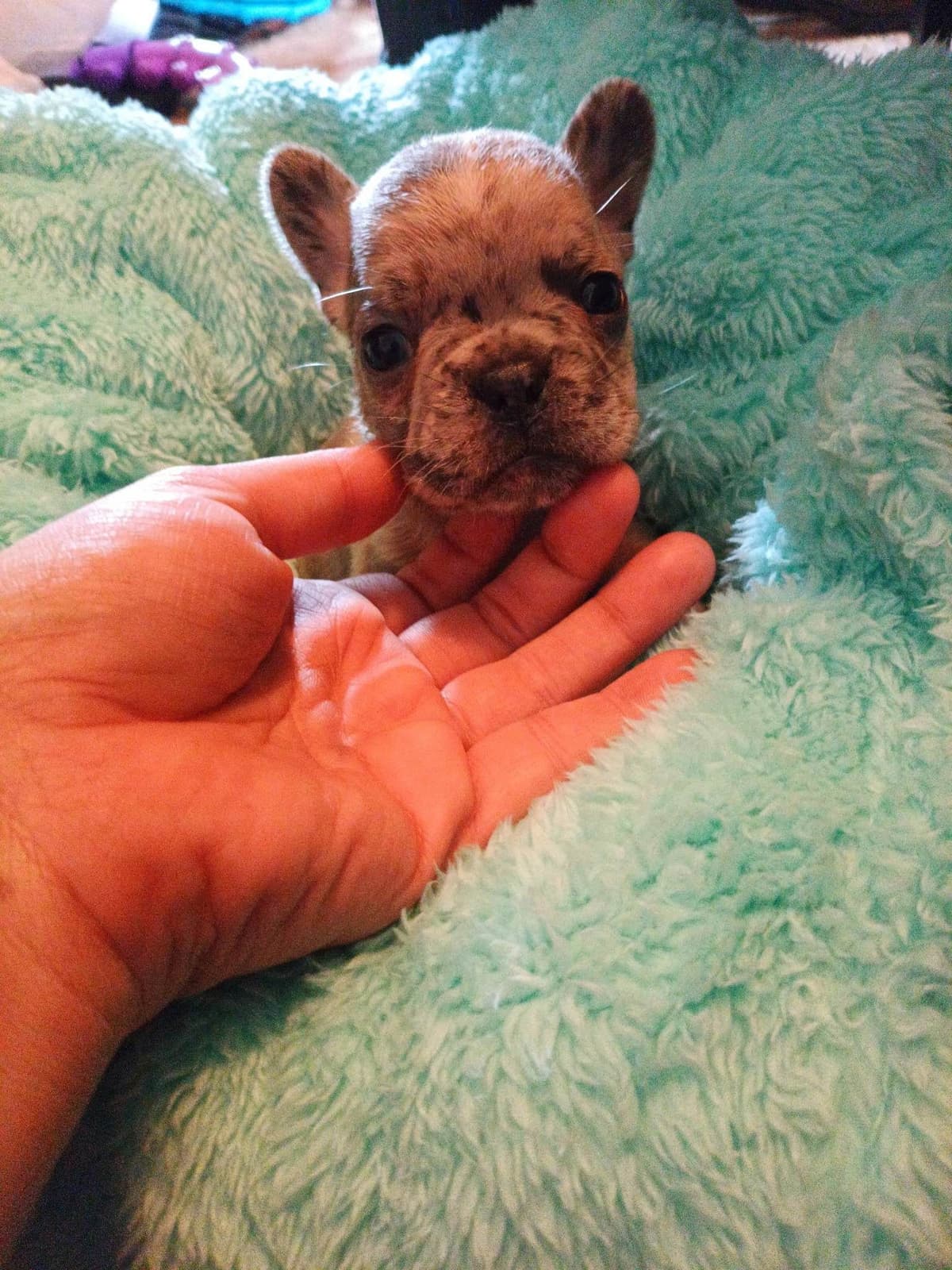 French Bulldog Puppies breeder image 22