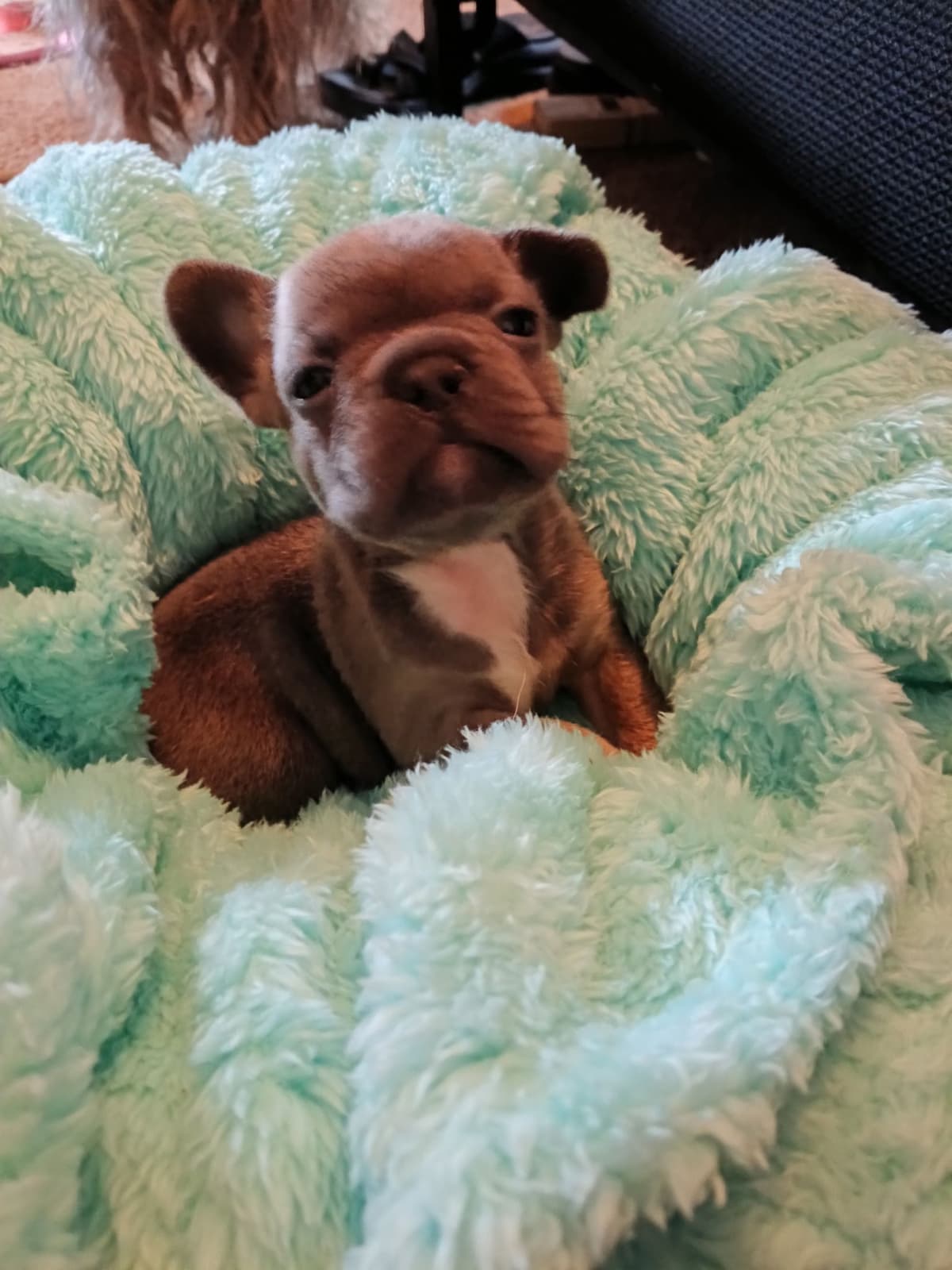 French Bulldog Puppies breeder image 21