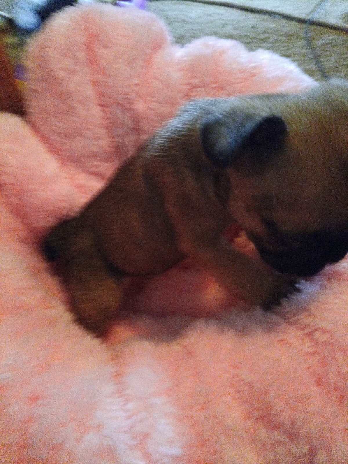 French Bulldog Puppies breeder image 23