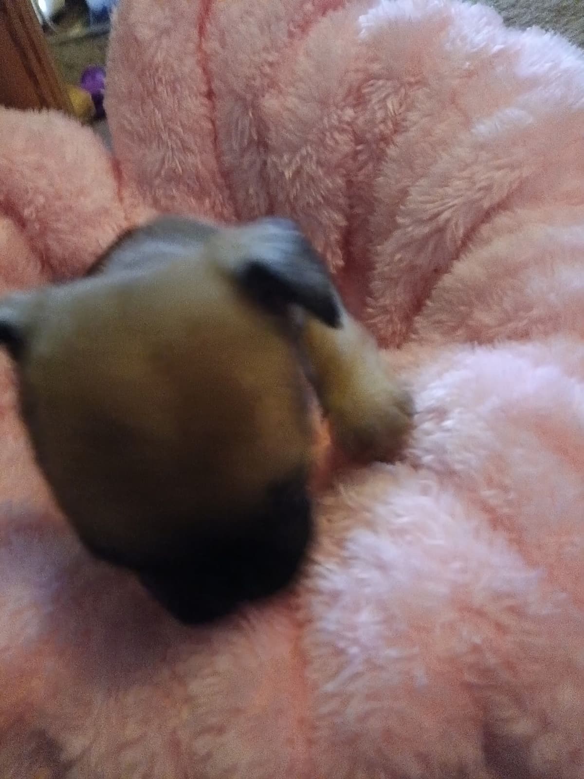French Bulldog Puppies breeder image 24