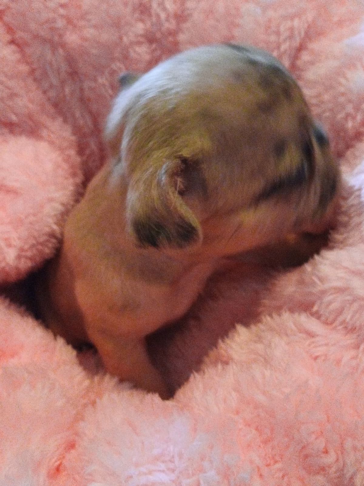 French Bulldog Puppies breeder image 27
