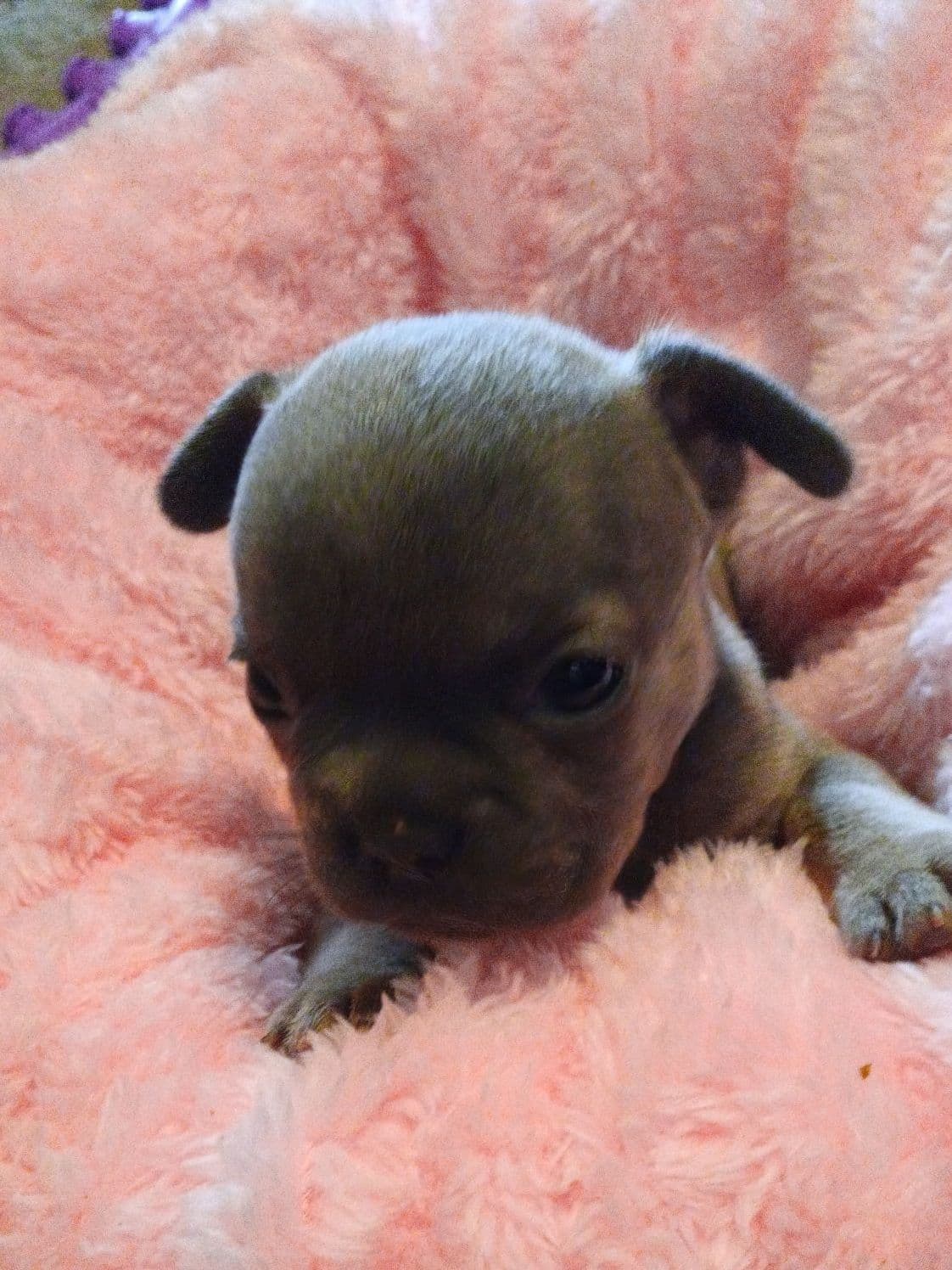 French Bulldog Puppies breeder image 26