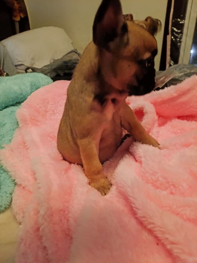 French Bulldog Puppies media 2