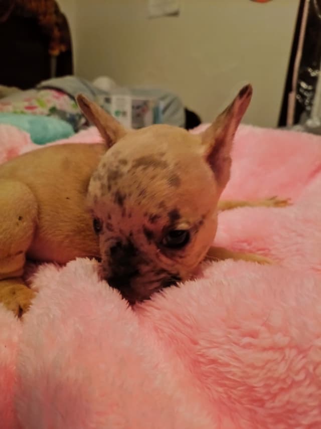 French Bulldog Puppies media 3