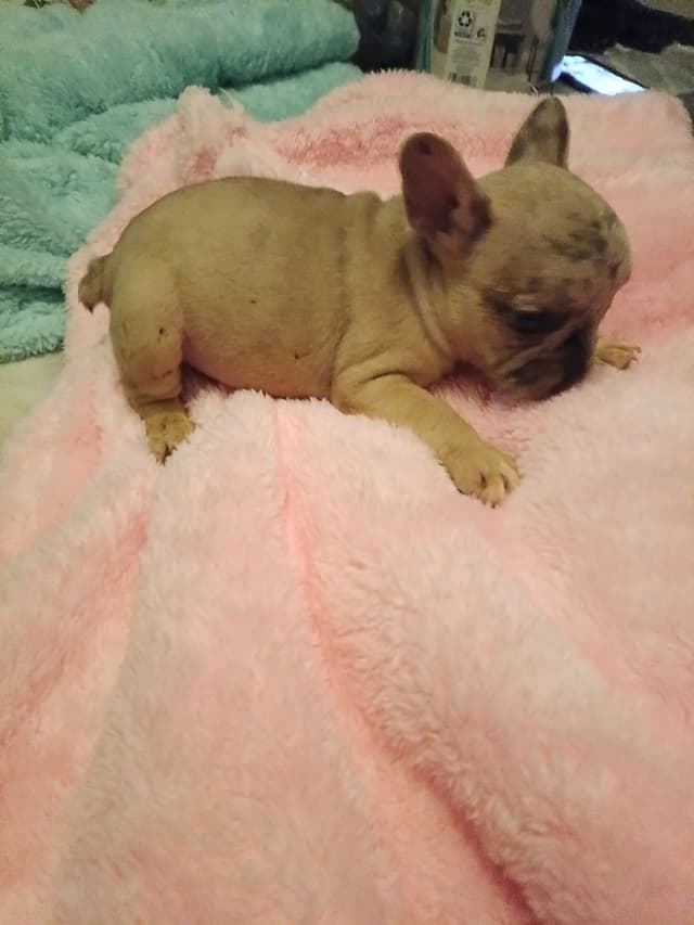 French Bulldog Puppies media 4