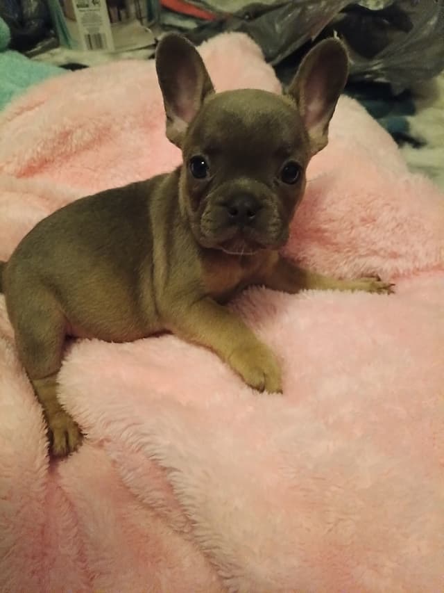 French Bulldog Puppies media 6