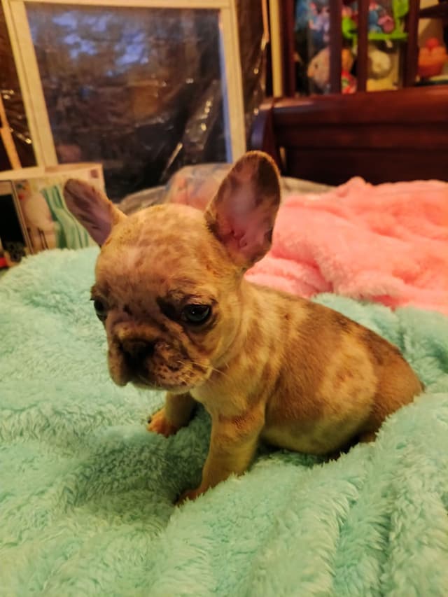 French Bulldog Puppies media 9