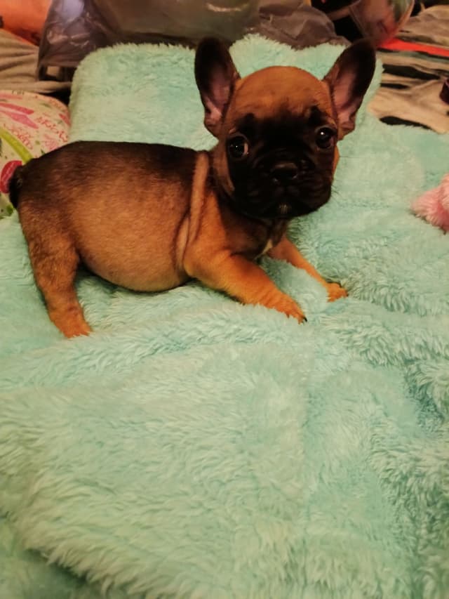 French Bulldog Puppies media 7