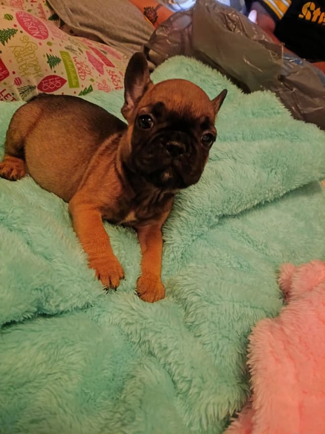 French Bulldog Puppies media 8