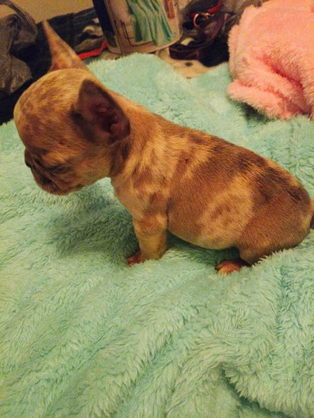 French Bulldog Puppies media 10