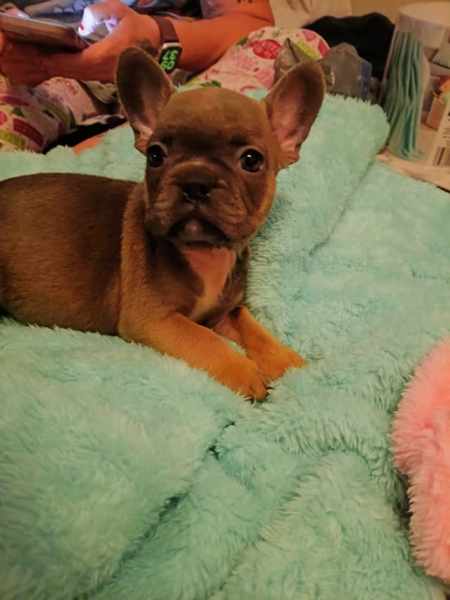 French Bulldog Puppies media 12
