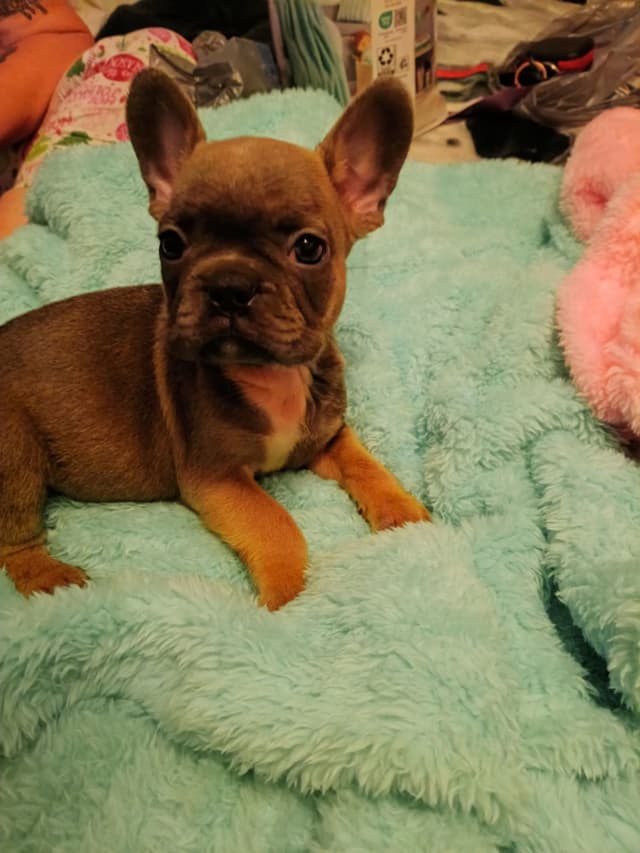 French Bulldog Puppies media 11