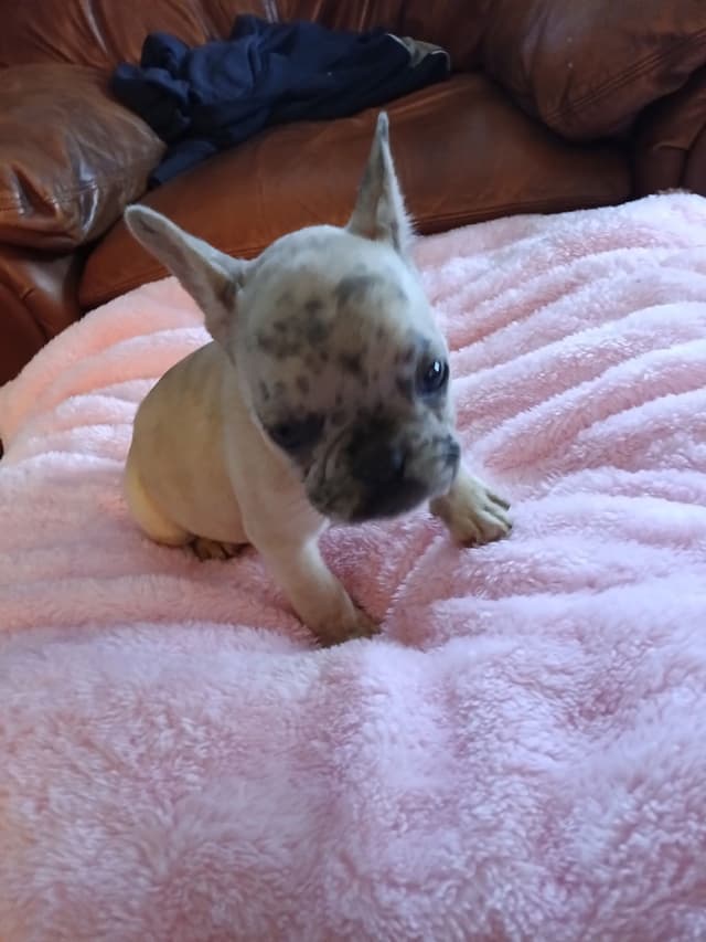 French Bulldog Puppies media 13