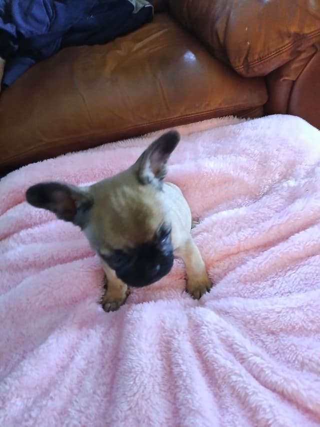 French Bulldog Puppies media 14
