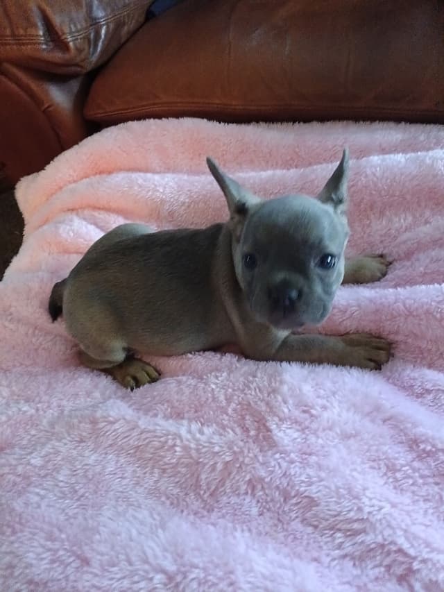 French Bulldog Puppies media 16